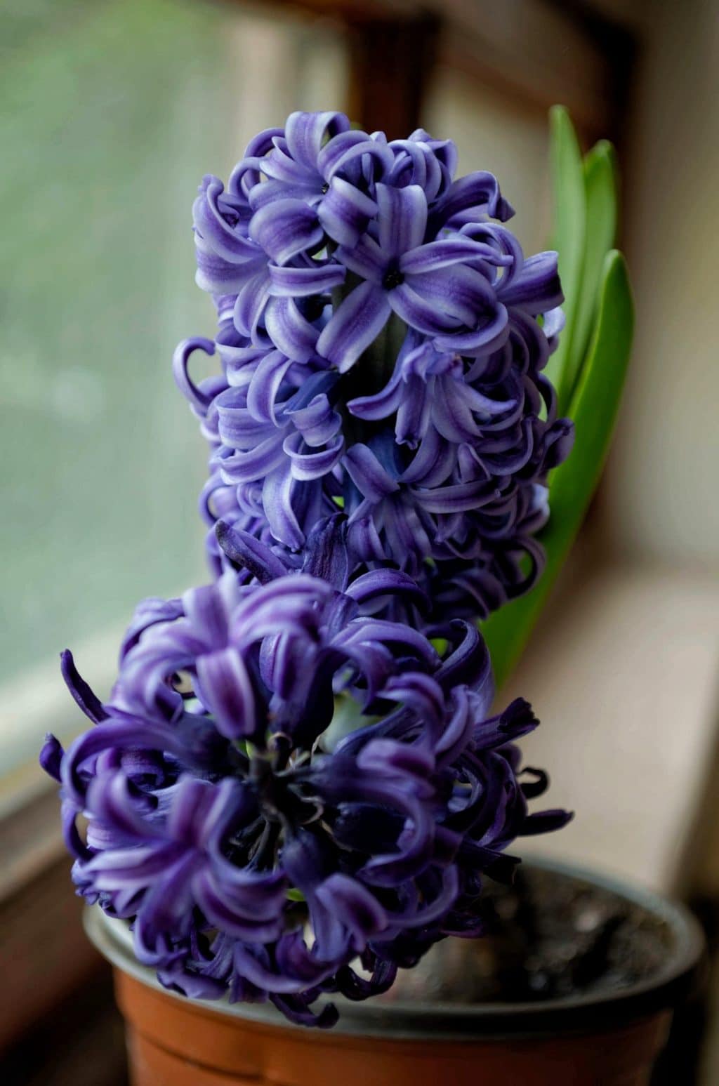 hyacinty