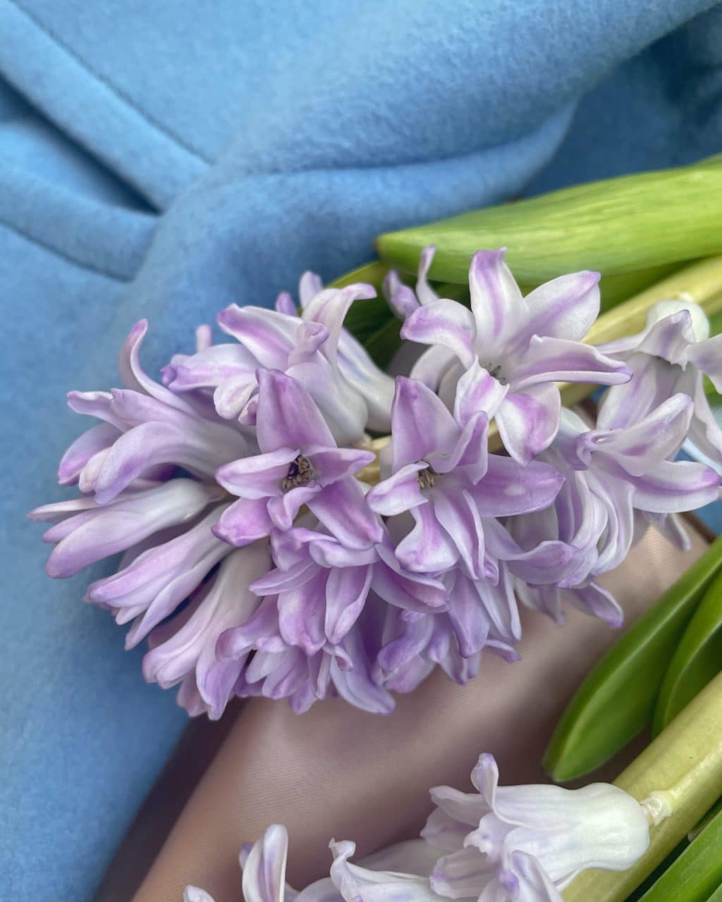 hyacinty