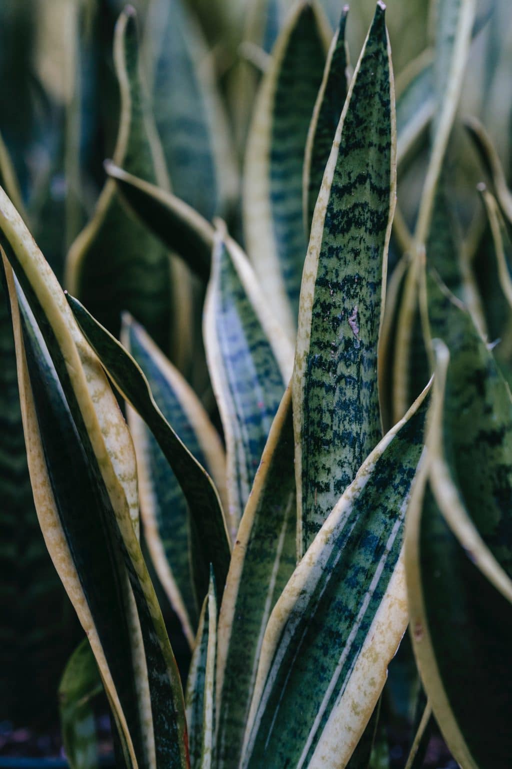 Dracena, jedna z pokojových rostlin vhodných do stínu