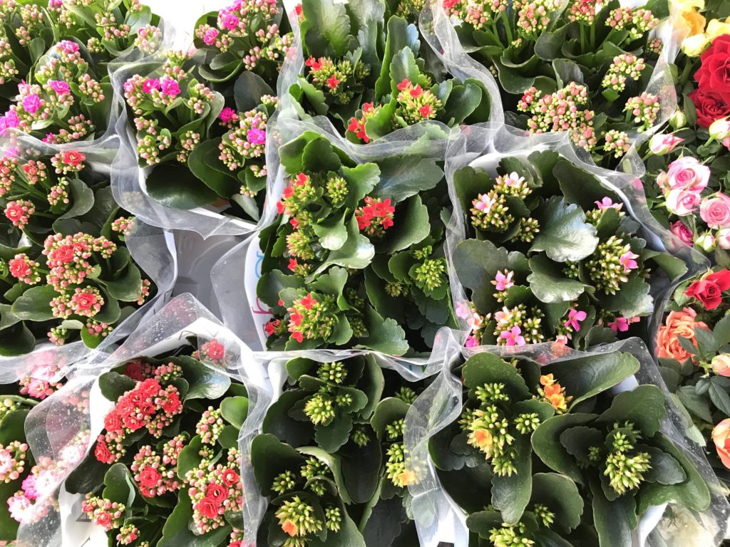 Co je kalanchoe