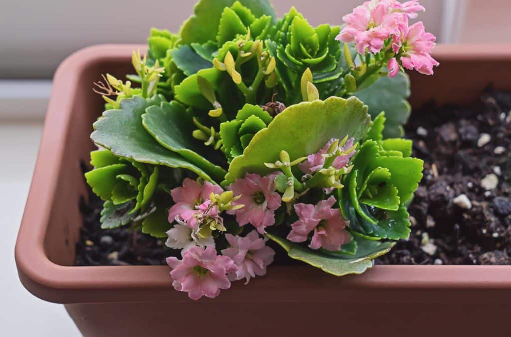 kvetení kalanchoe